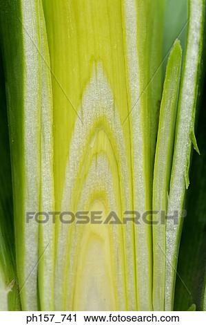 Leek, cross-section View Large Photo Image Stock Image - Leek, cross-section. Fotosearch