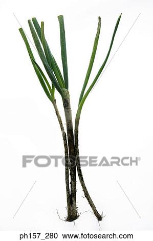Stock Image - Leeks. Fotosearch