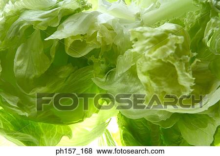 Lettuce, close-up View Large Photo Image Stock Photo - Lettuce, close-up. Fotosearch