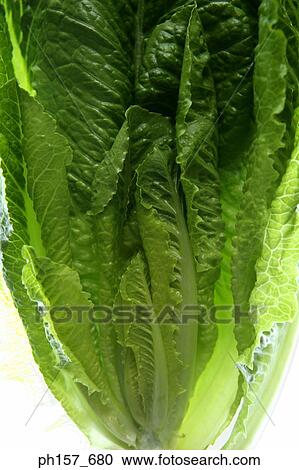 Lettuce View Large Photo Image Stock Image - Lettuce. Fotosearch