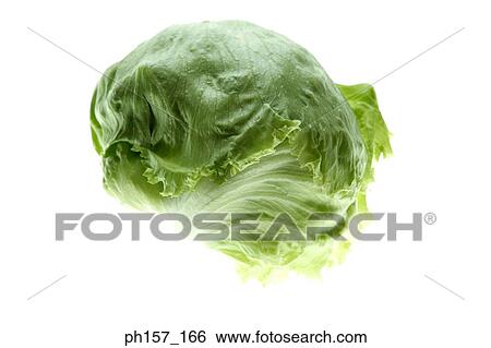 Lettuce View Large Photo Image Stock Photograph - Lettuce. Fotosearch