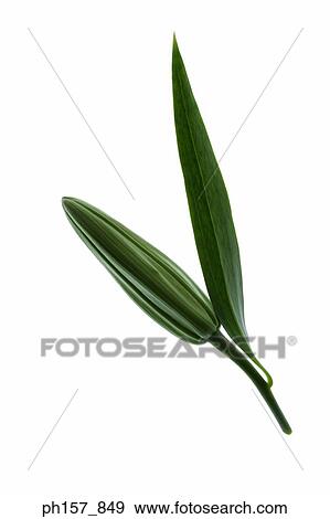 Lily View Large Photo Image Stock Photo - Lily. Fotosearch