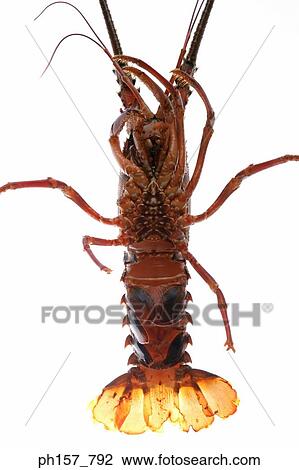 Stock Image - Lobster, bottom view. Fotosearch