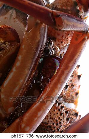 Stock Photograph - Lobster, close-up. Fotosearch