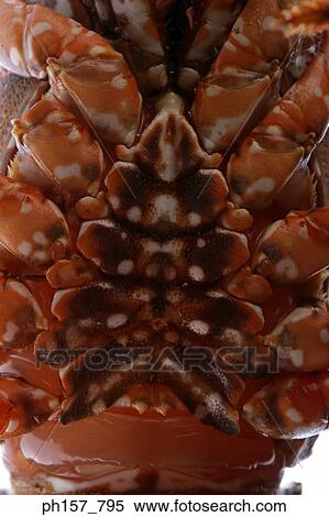 Lobster, close-up View Large Photo Image Stock Photography - Lobster, close-up. Fotosearch