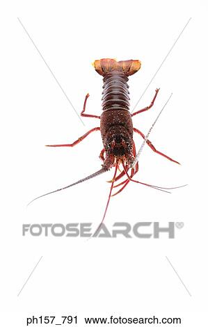 Stock Image - Lobster. Fotosearch