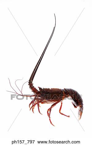 Lobster View Large Photo Image Stock Photo - Lobster. Fotosearch