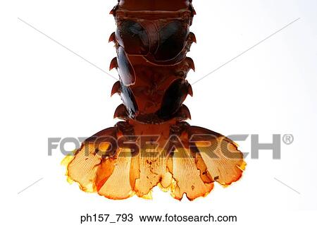 Stock Image - Lobster tail. Fotosearch