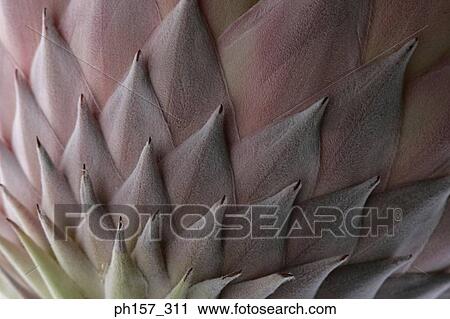 Lotus flower, close-up View Large Photo Image Stock Image - Lotus flower, close-up. Fotosearch
