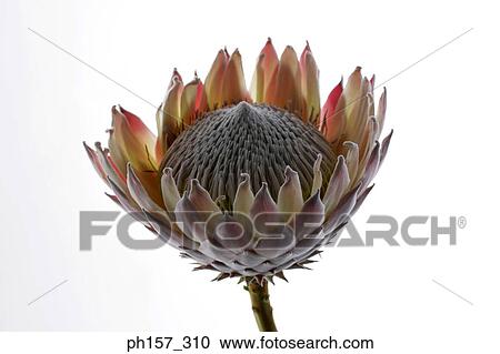 Stock Image - Lotus flower. Fotosearch