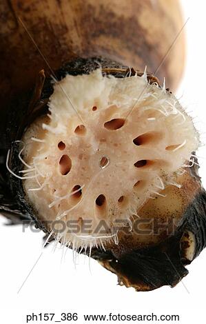 Lotus root, close up View Large Photo Image Stock Photograph - Lotus root, close up. Fotosearch