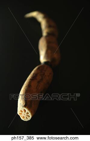 Lotus root View Large Photo Image Stock Photography - Lotus root. Fotosearch