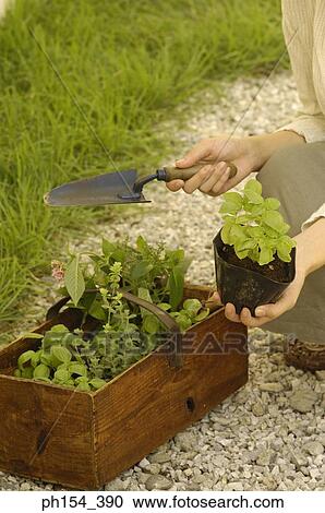 Low section view of a woman holding a potted plant and a trowel View Large Photo Image Stock Image - Low section view of a woman holding a potted plant and a trowel. Fotosearch