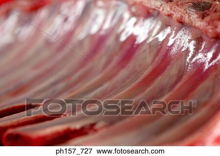 Stock Photo - Meat, close-up. Fotosearch