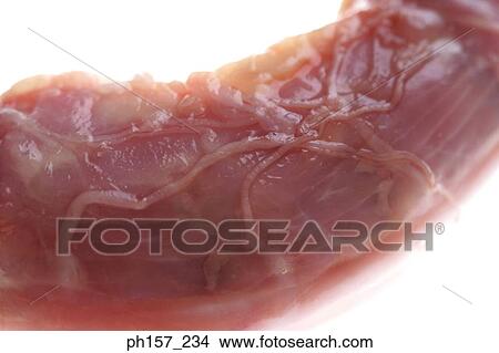 Picture - Meat. Fotosearch