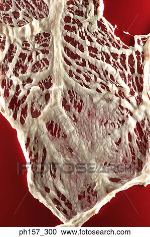 Stock Image - Meat with fat. Fotosearch