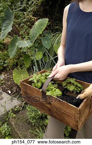 Mid section view of a young woman holding a basket and standing in a garden View Large Photo Image Stock Photo - Mid section view of a young woman holding a basket and standing in a garden. Fotosearch