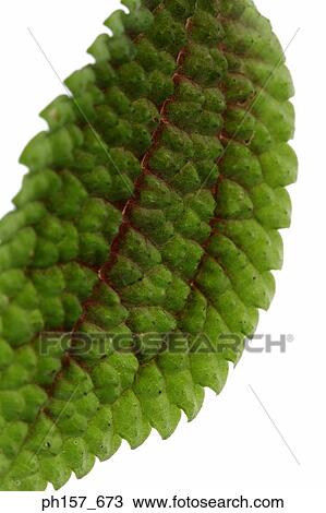 Mint leaf, close-up View Large Photo Image Stock Image - Mint leaf, close-up. Fotosearch