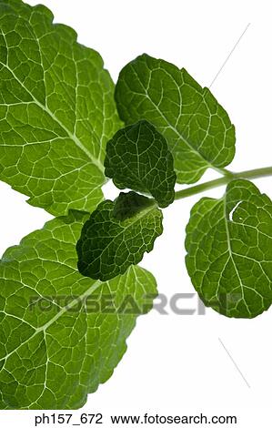 Stock Image - Mint leaves, close-up. Fotosearch