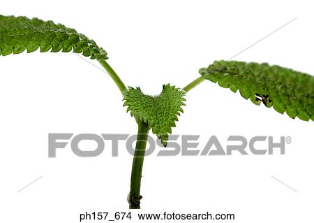 Mint plant View Large Photo Image Picture - Mint plant. Fotosearch