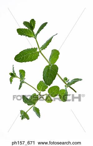 Stock Image - Mint plant. Fotosearch