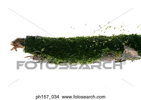 Moss, close-up View Large Photo Image Picture - Moss, close-up. Fotosearch