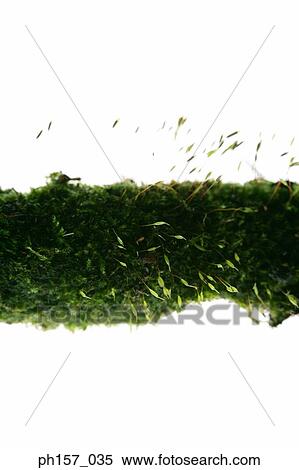 Moss, close-up View Large Photo Image Stock Photography - Moss, close-up. Fotosearch