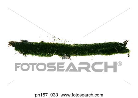 Moss View Large Photo Image Stock Image - Moss. Fotosearch