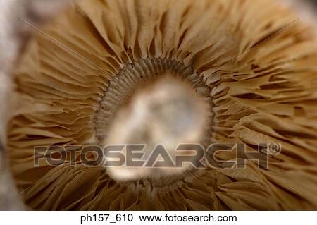 Mushroom, close-up View Large Photo Image Stock Image - Mushroom, close-up. Fotosearch