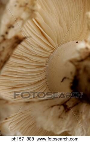 Stock Photo - Mushroom, close up. Fotosearch