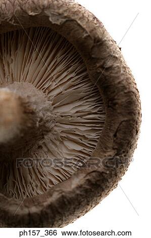 Stock Photograph - Mushroom. Close-up. Fotosearch