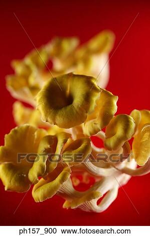 Mushroom on a red background View Large Photo Image Stock Image - Mushroom on a red background. Fotosearch