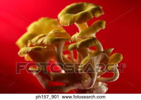 Mushroom on a red background View Large Photo Image Stock Image - Mushroom on a red background. Fotosearch