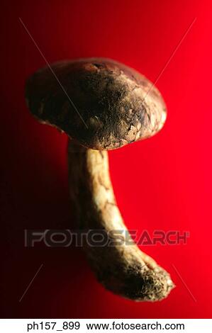 Mushroom on a red background View Large Photo Image Stock Photo - Mushroom on a red background. Fotosearch