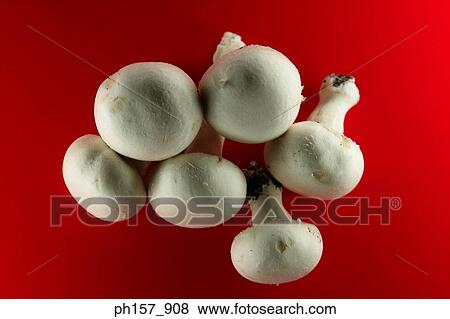 Stock Photo - Mushroom on a red background. Fotosearch