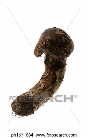 Picture - Mushroom. Fotosearch