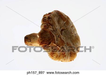 Mushroom View Large Photo Image Stock Photo - Mushroom. Fotosearch