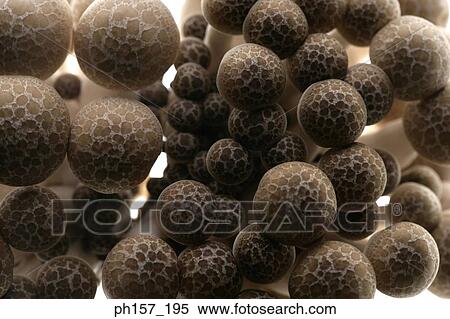 Mushroom View Large Photo Image Stock Photography - Mushroom. Fotosearch