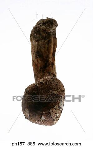 Stock Photography - Mushroom. Fotosearch