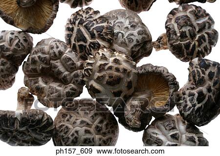 Mushrooms View Large Photo Image Stock Photo - Mushrooms. Fotosearch