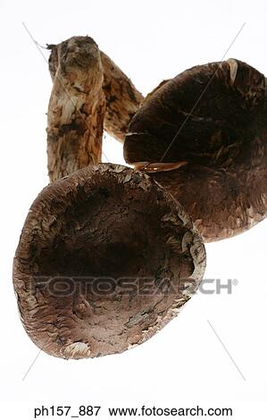 Stock Photo - Mushrooms. Fotosearch