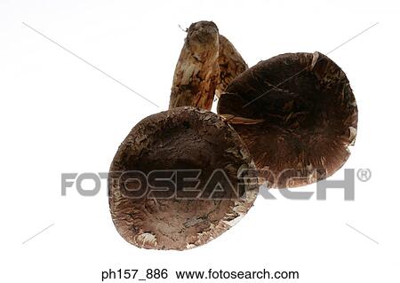 Mushrooms View Large Photo Image Stock Photograph - Mushrooms. Fotosearch