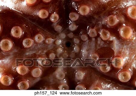 Octopus, close-up View Large Photo Image Picture - Octopus, close-up. Fotosearch