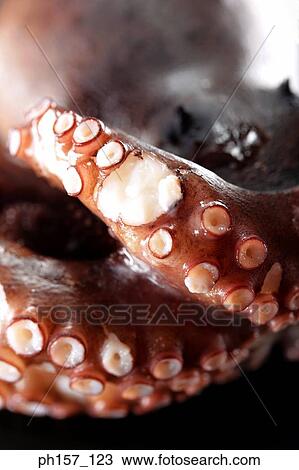 Stock Image - Octopus, close-up. Fotosearch