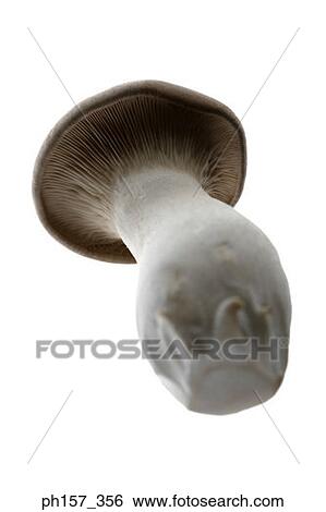 Stock Photograph - One mushroom. Fotosearch