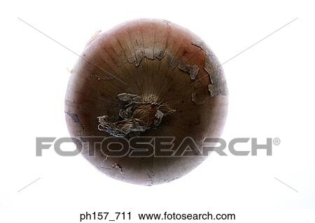 Onion View Large Photo Image Stock Image - Onion. Fotosearch
