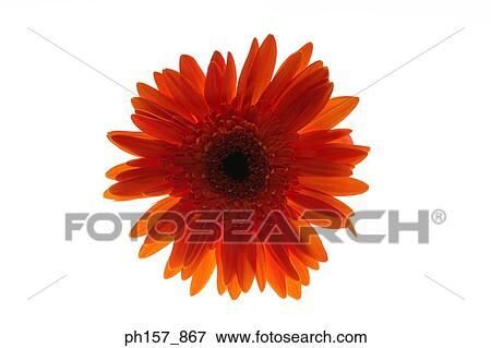 Stock Photo - Orange gerbera flower. Fotosearch