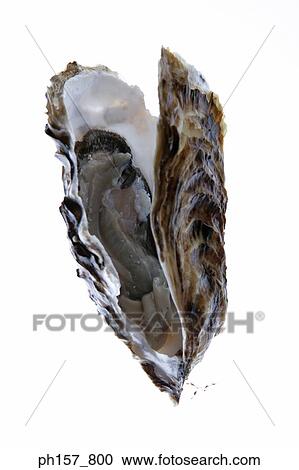 Stock Image - Oyster, open. Fotosearch
