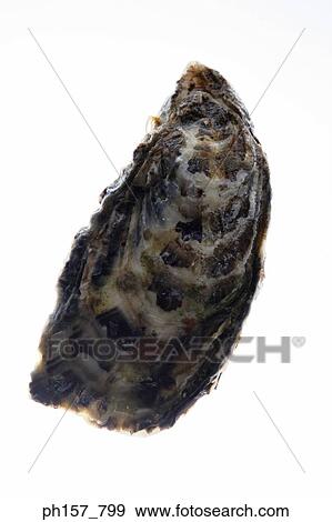 Stock Photo - Oyster. Fotosearch