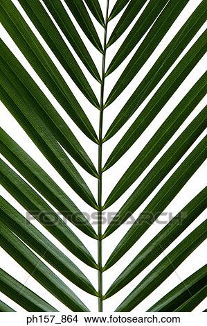 Picture - Palm leaf. Fotosearch